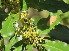 Euclea natalensis natalensis