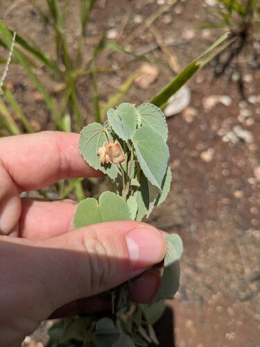 Abutilon incanum observed 2025-05-18