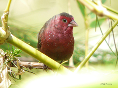 Lagonosticta rufopicta