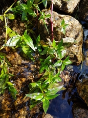 Veronica anagallis-aquatica