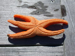 Echinasteridae