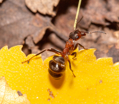 Formica polyctena
