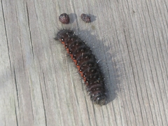 Acronicta menyanthidis