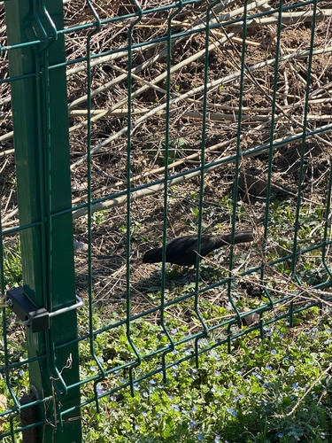 Eurasian Blackbird