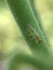 Engytatus modestus