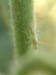 Engytatus modestus