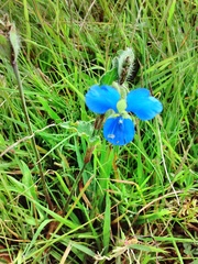 Commelina tuberosa