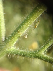 Engytatus modestus