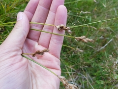 Carex leporina