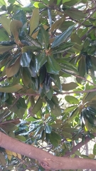 Magnolia grandiflora