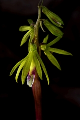 Nervilia concolor
