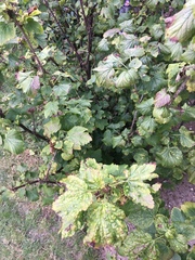 Ribes rubrum