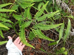 Dicranopteris linearis