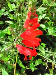 Lamourouxia multifida