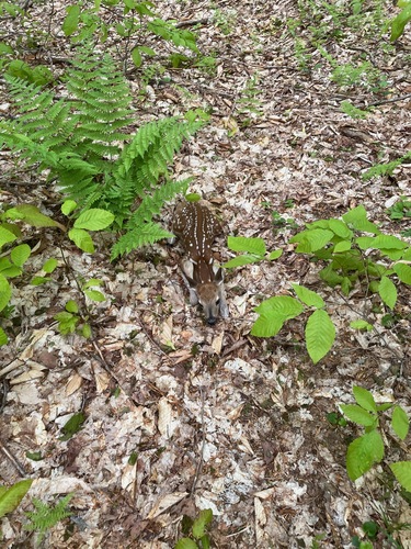 White-tailed Deer photographed in Vermont