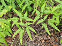 Dicranopteris linearis