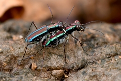 Jansenia viridicincta