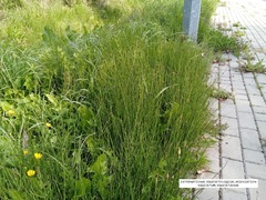 Equisetum palustre