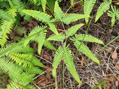 Dicranopteris linearis