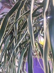 Dracaena angustifolia