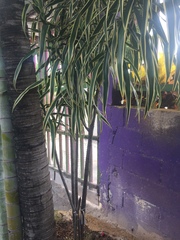 Dracaena angustifolia