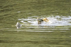 Pseudemys peninsularis