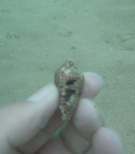 Conasprella lucida observed 2025-05-27