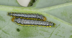 Evergestis rimosalis