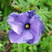 Blue Hibiscus - Photo (c) dr.scott.mills, some rights reserved (CC BY-SA), uploaded by Scott Mills