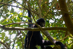 Hainan Gibbon photo 2