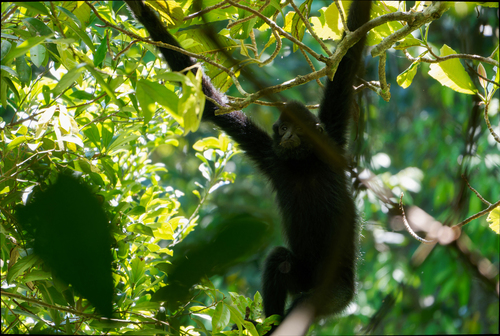 Hainan Gibbon (Nomascus hainanus) — Critically Endangered Mammalia
