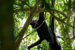 Hainan Gibbon photo 4