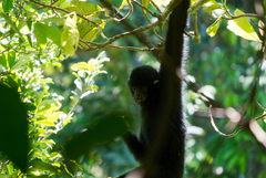 Hainan Gibbon photo 3