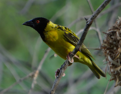 Ploceus cucullatus nigriceps