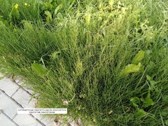 Equisetum palustre