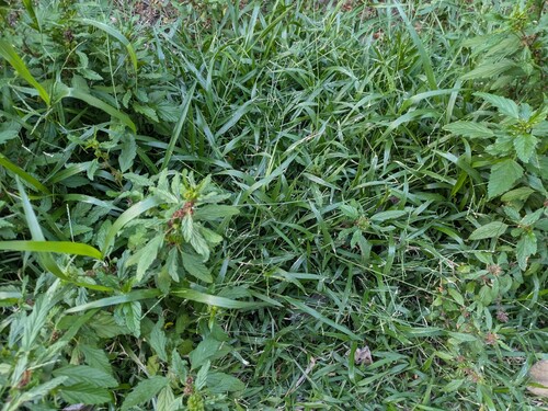 Urochloa distachyos observed 2025-05-29