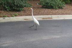 Ardea alba