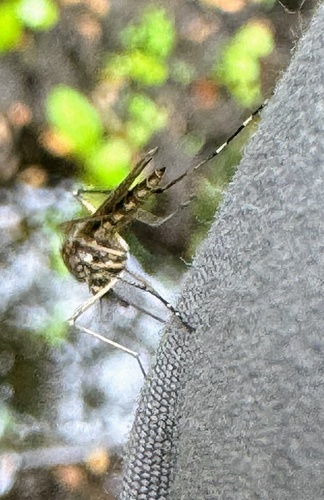 Aedes cantans