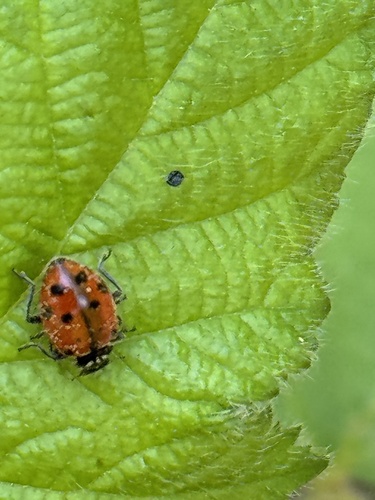 Ladybug