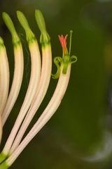 Dendrophthoe falcata