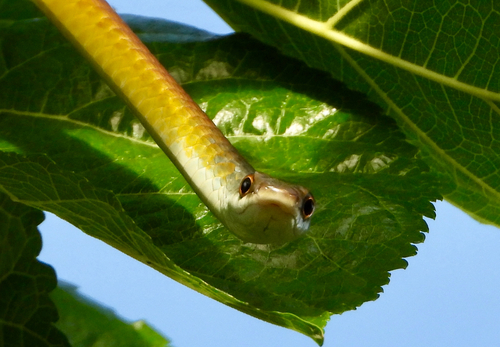 Common Tree Snake sighting