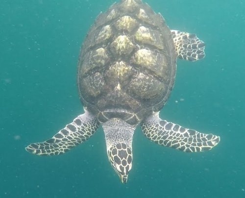 Eretmochelys imbricata