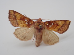 Papaipema leucostigma