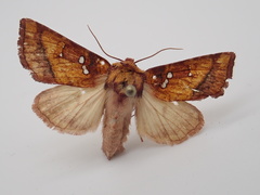 Papaipema leucostigma