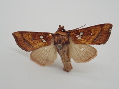 Papaipema leucostigma