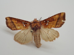 Papaipema leucostigma