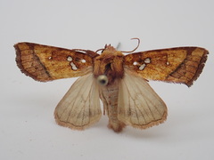 Papaipema leucostigma