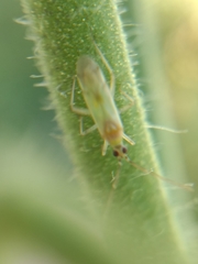 Engytatus modestus