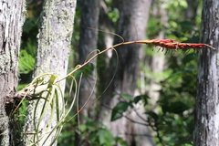Tillandsia balbisiana
