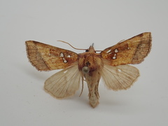 Papaipema leucostigma